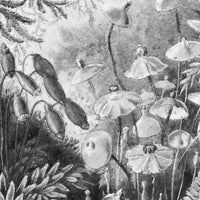 Fairytale B&W – Tapeta Łuk Standard