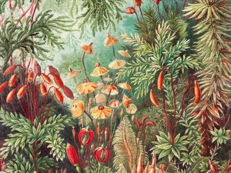 Fairytale Vivid – Tapeta na wymiar