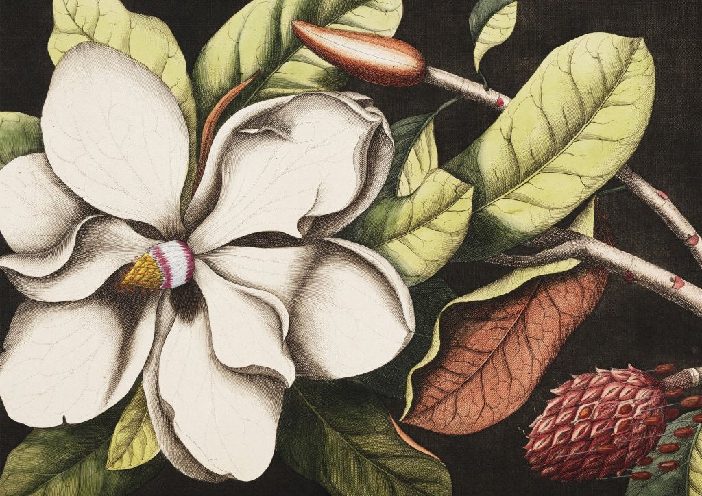 Laurel – Tapeta na wymiar