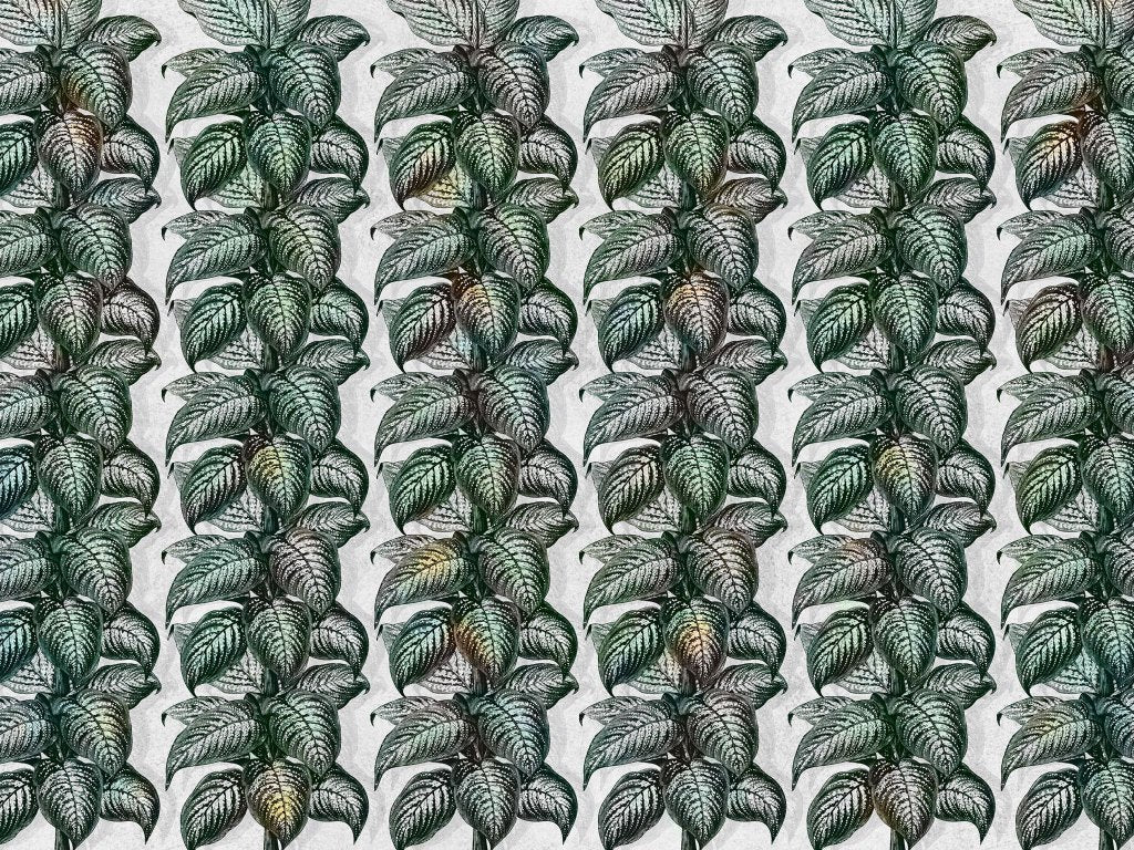 Magnifica Light – Tapeta na wymiar