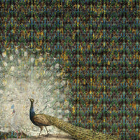 Peacock – Tapeta na wymiar