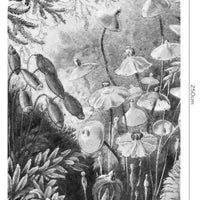 Fairytale B&W – Tapeta Łuk Standard