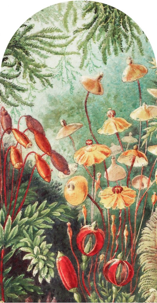 Fairytale Vivid – Tapeta Łuk Standard