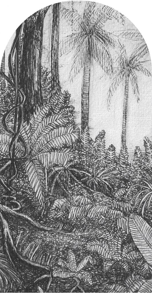 Ness – Tapeta Łuk Standard