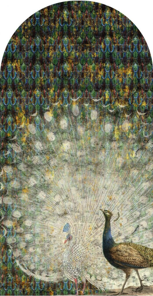 Peacock – Tapeta Łuk Standard